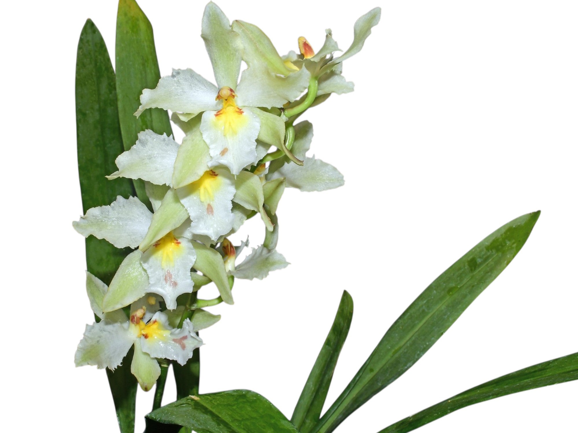 Oncidium Christian Ochoa