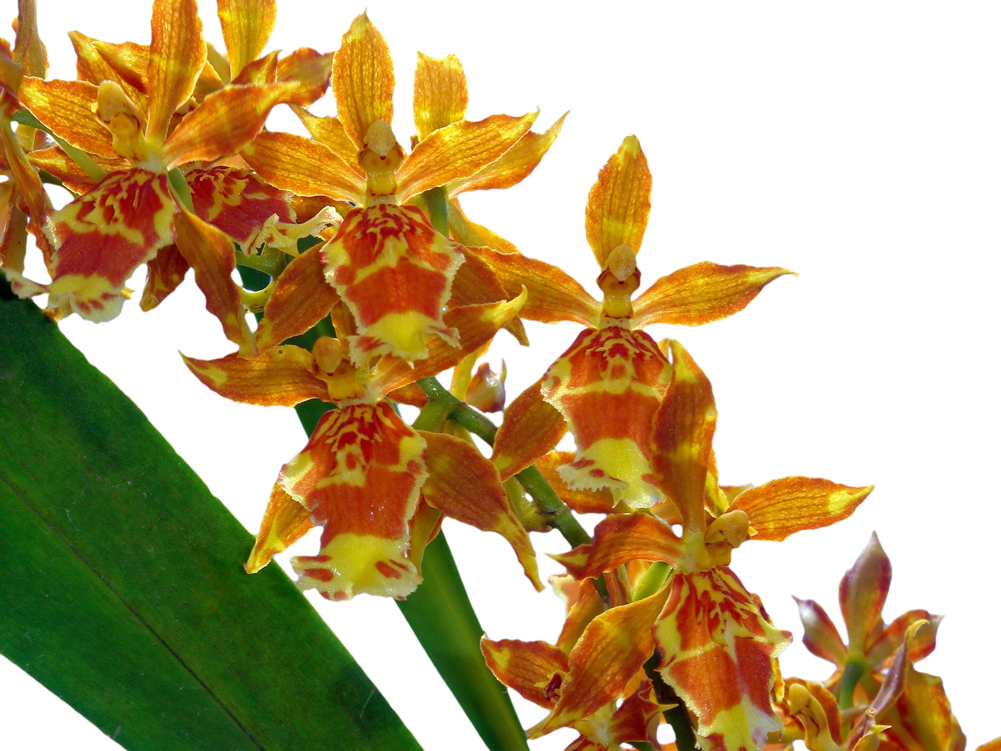 Oncidium Christopher Merino