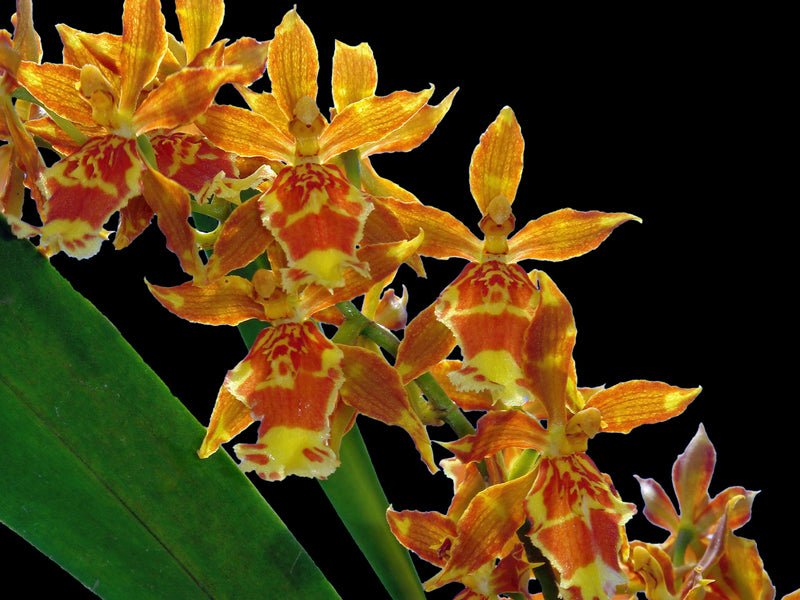 Oncidium Christopher Merino
