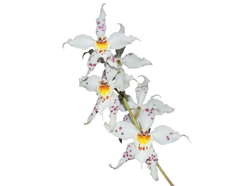 Oncidium Clown