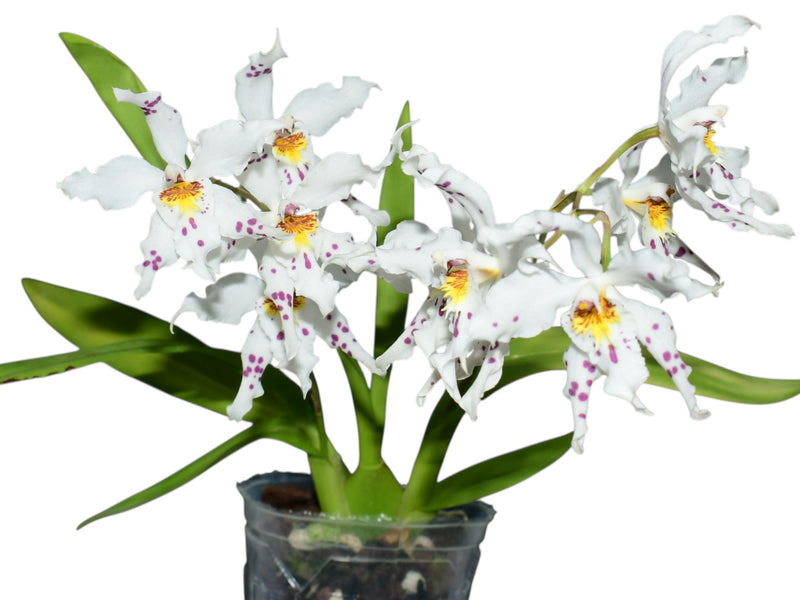 Oncidium Clown