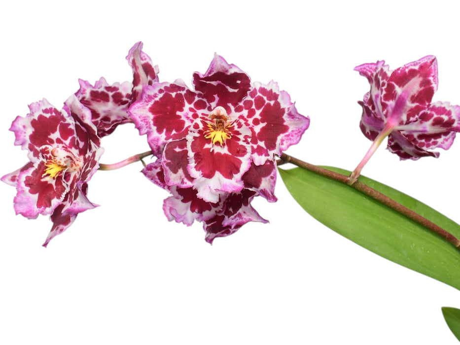 Oncidium Crystal Palace x Onc.  Memoria Ken Girard