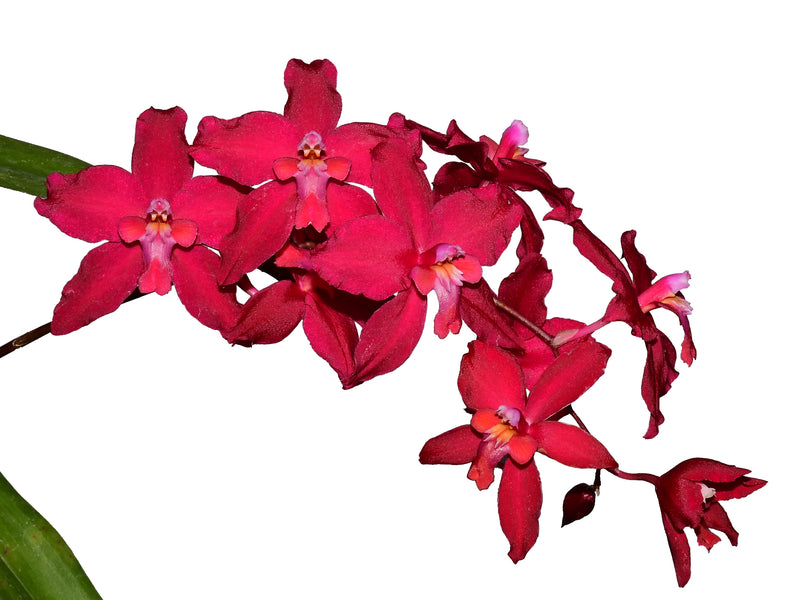 Oncidium Cuenca City