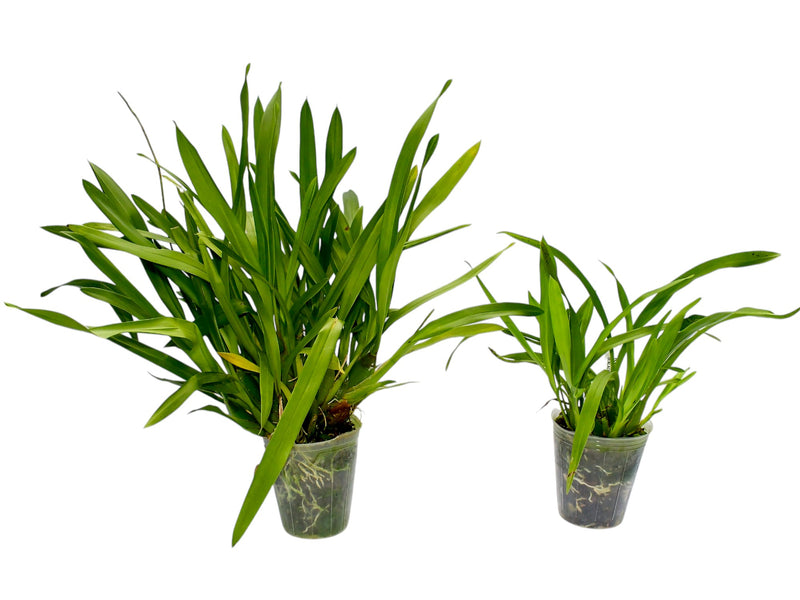 Oncidium Dr. Diego Vazquez (Big)