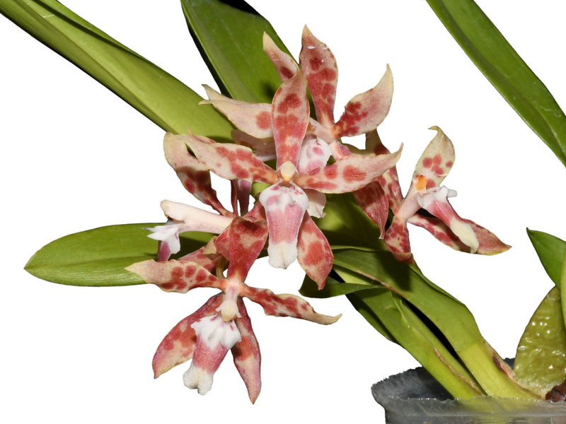 Oncidium Dr. Diego Vazquez