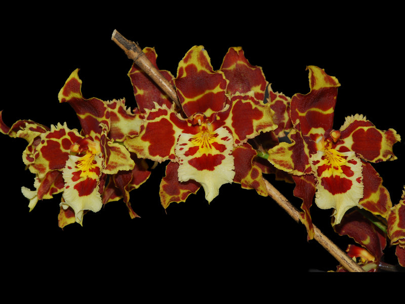 Oncidium Ecuagenera Dream