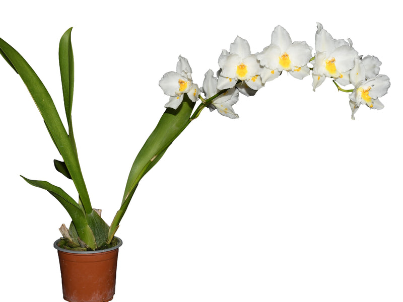 Oncidium Ecuagenera Snow