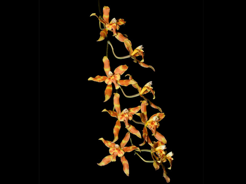 Oncidium Espiritu Andino
