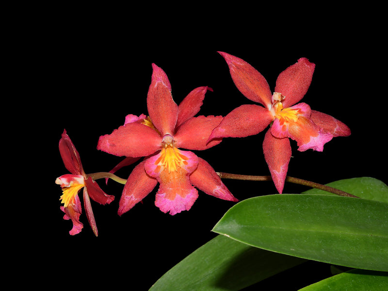 Oncidium Espiritu Santo f. pink