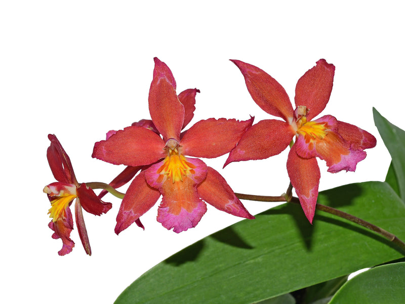 Oncidium Espiritu Santo f. pink
