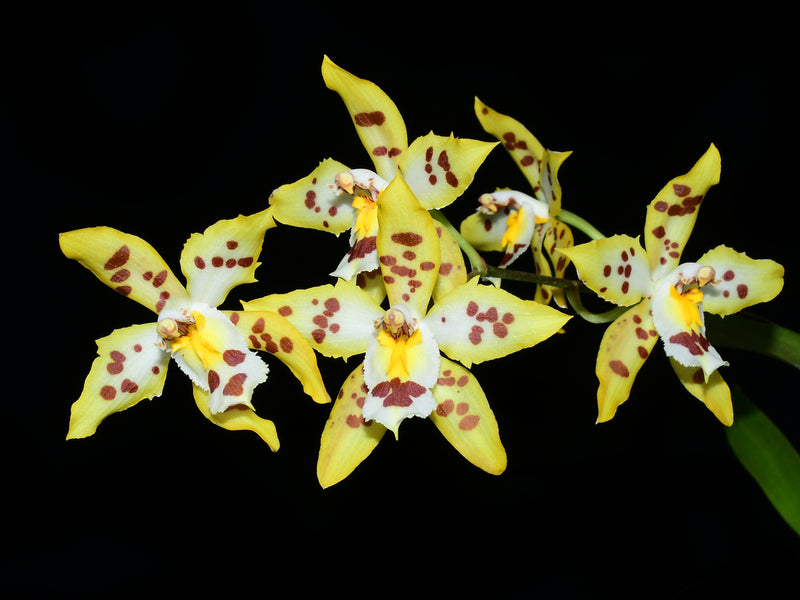 Oncidium Excellens