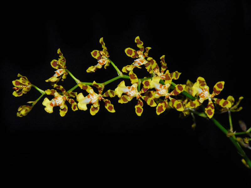 Oncidium Gerardo Guachisaca