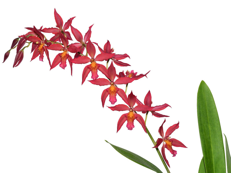Oncidium Gladys Eljuri