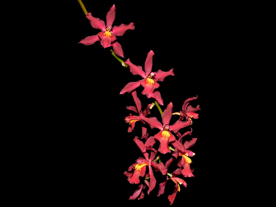 Oncidium Gladys Eljuri