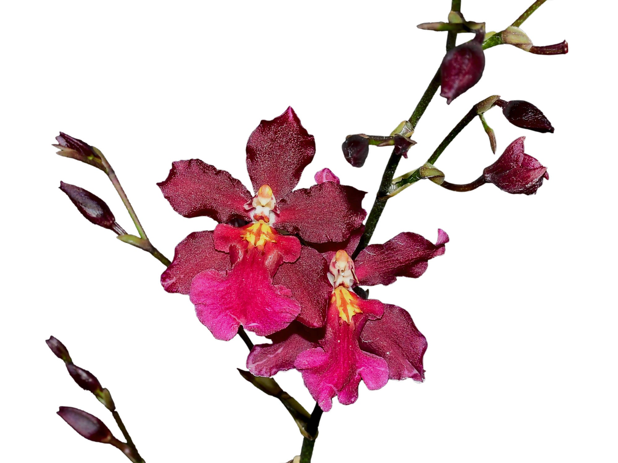 Oncidium Guann Shin Sweetheart 'Guann Shin#2'
