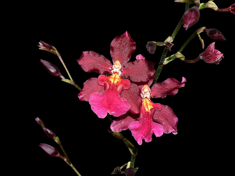Oncidium Guann Shin Sweetheart 'Guann Shin#2'