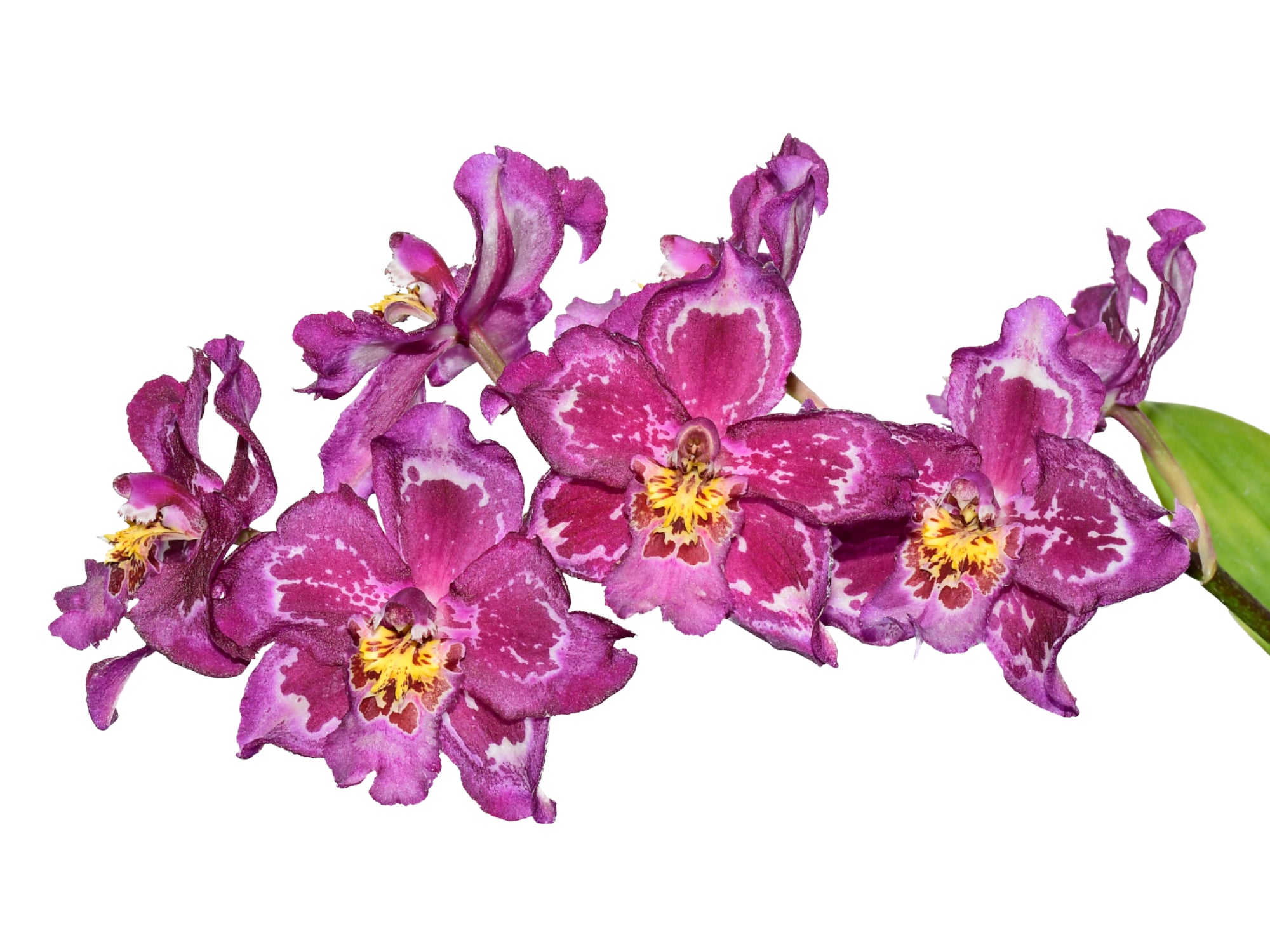Oncidium Hans Ehmig – Large Pansy-Type Hybrid Orchid — Ecuagenera