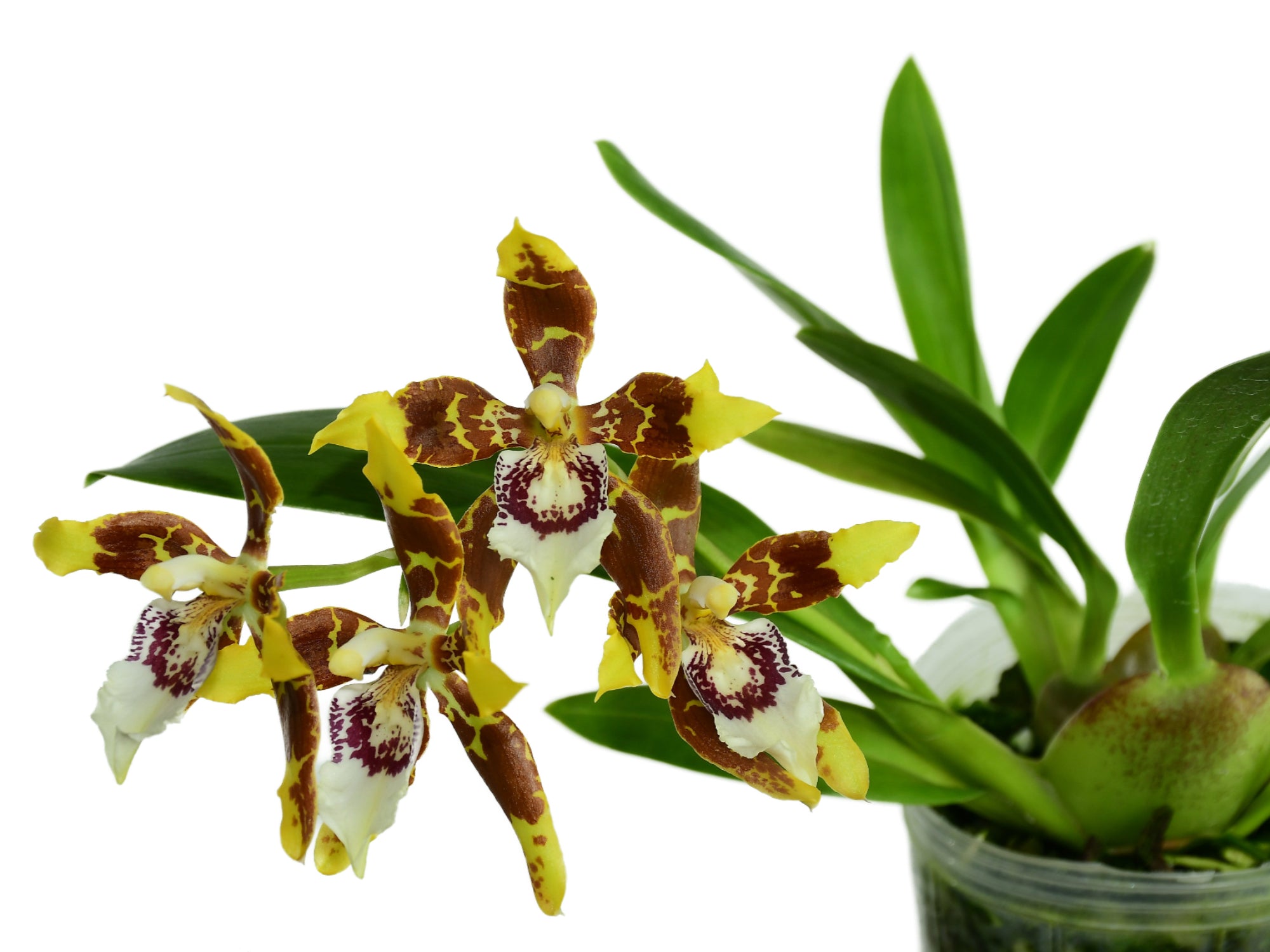 Oncidium Harry Zelenko – Compact Leopard-Spotted Hybrid Orchid ...
