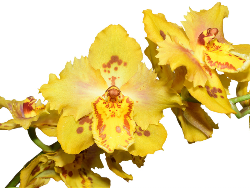 Oncidium Ingrid Suarez