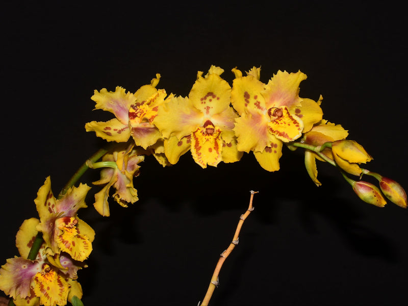 Oncidium Ingrid Suarez