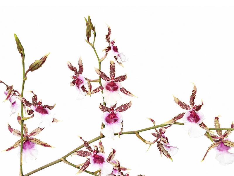 Oncidium Irene