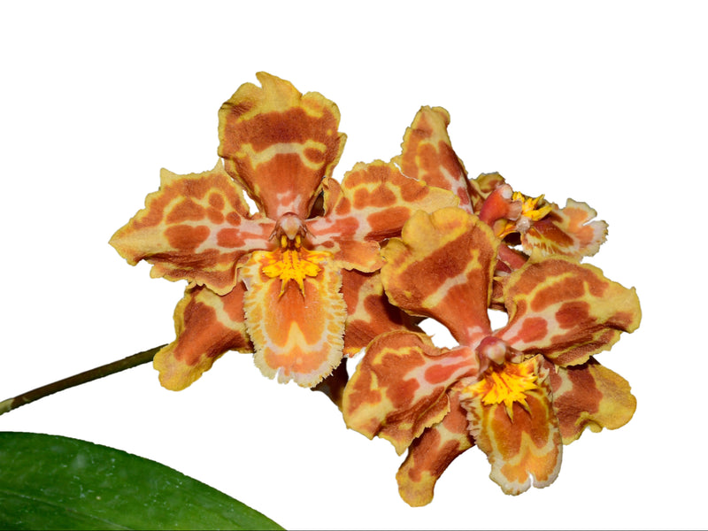 Oncidium Ivonne
