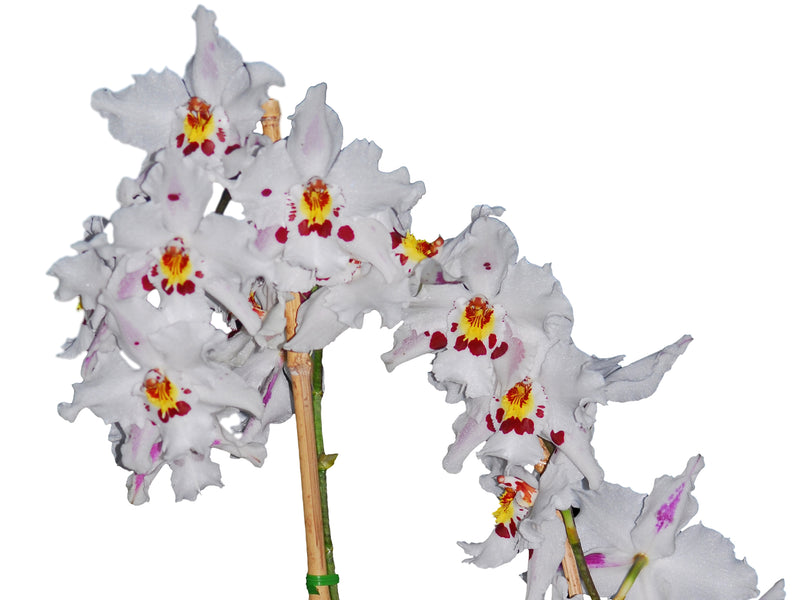 Oncidium Jardin Del Azuay