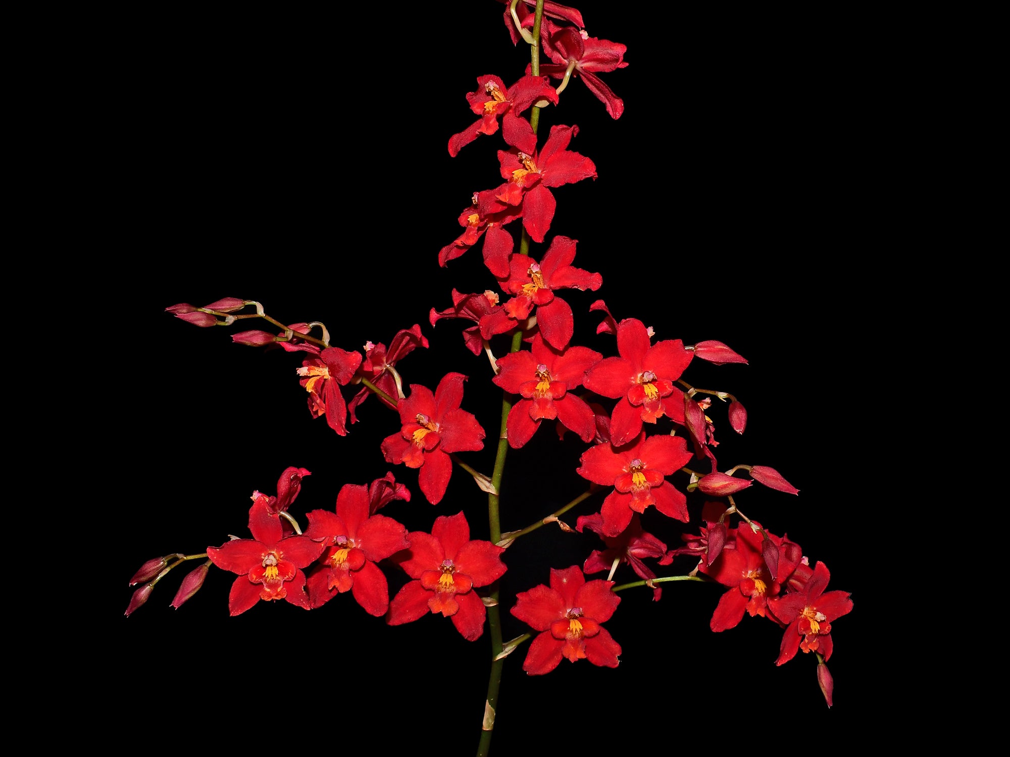 Oncidium Jimmy Moreno | Ecuagenera — Ecuagenera Orquídeas del Ecuador