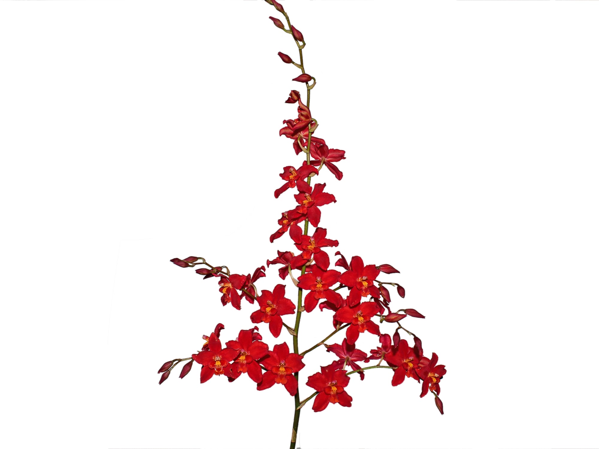Oncidium Jimmy Moreno | Ecuagenera — Ecuagenera Orquídeas del Ecuador