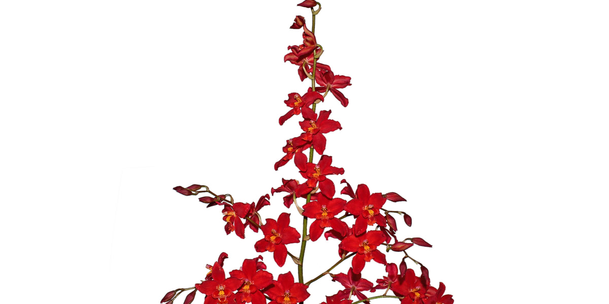 Oncidium Jimmy Moreno | Ecuagenera — Ecuagenera Orquídeas del Ecuador