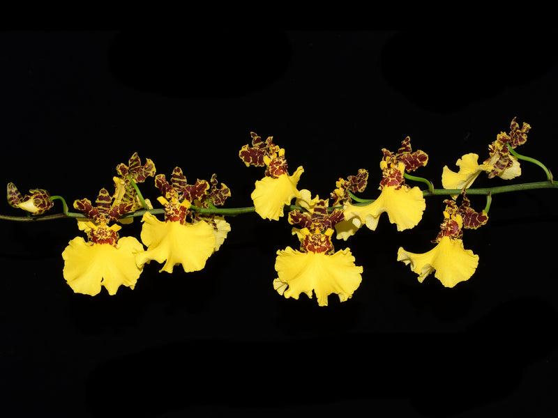 Oncidium Jiuhbao Gold 'Tainan'