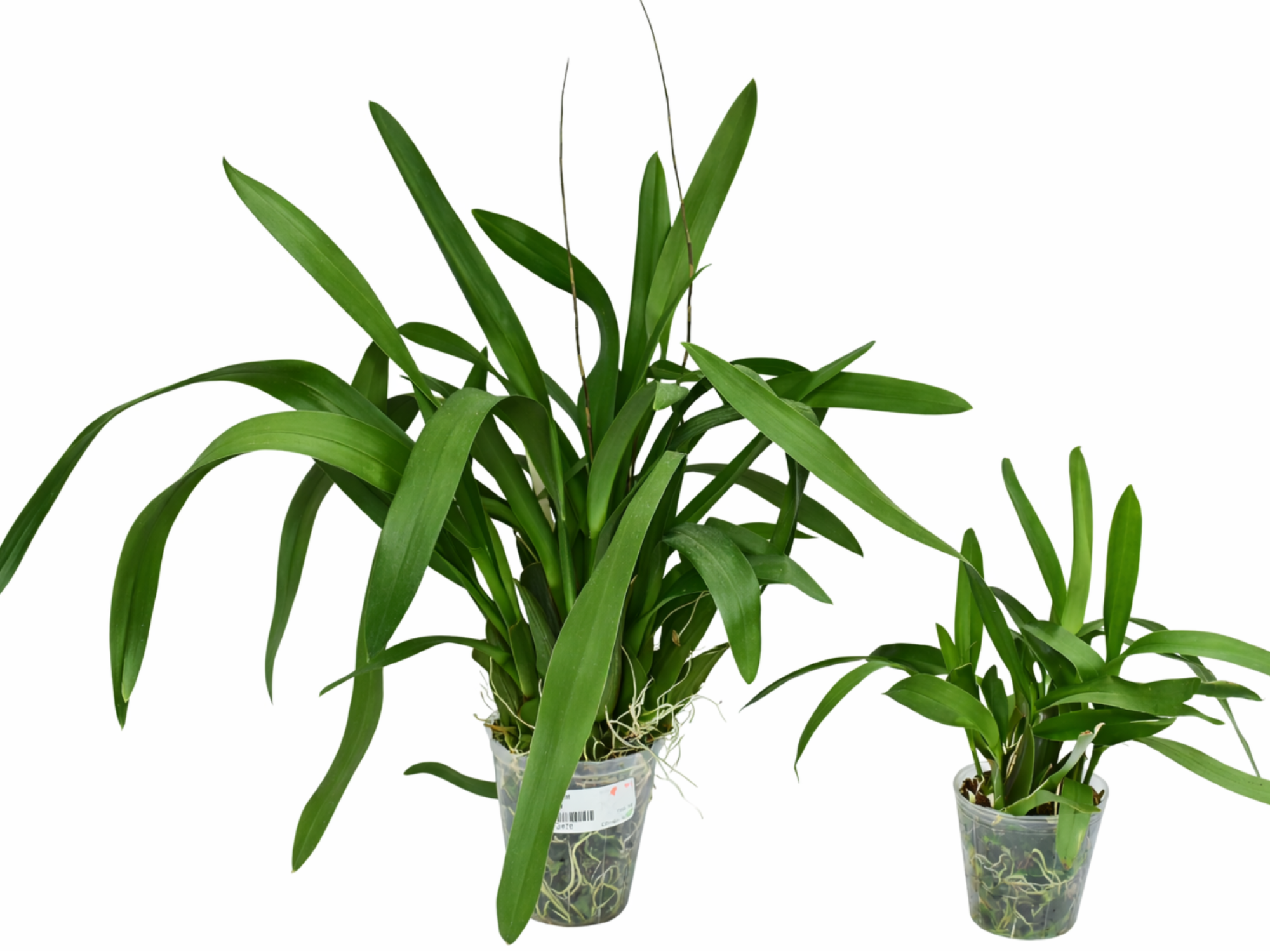 Oncidium Kiss Me (Big)