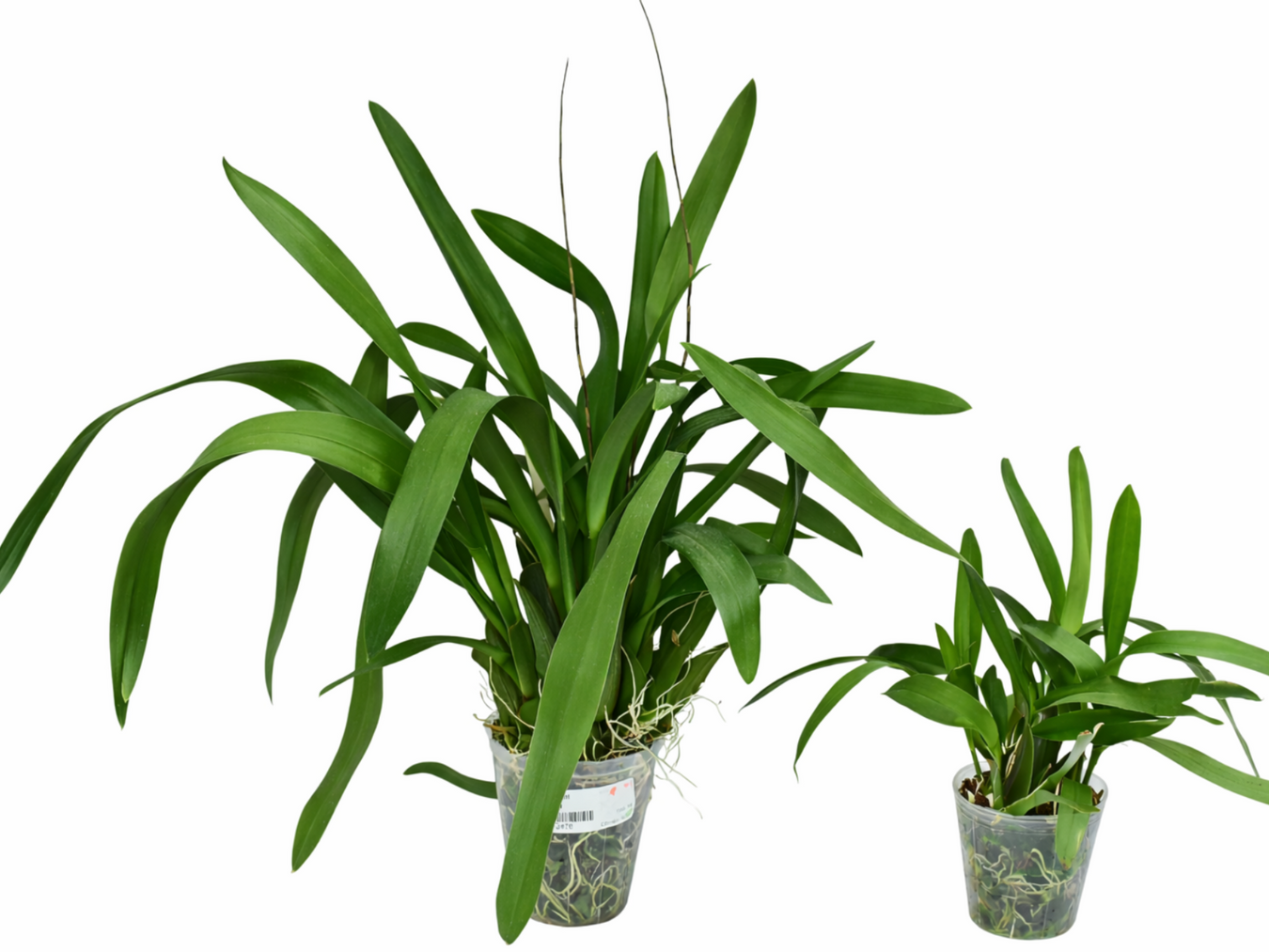XL Plants