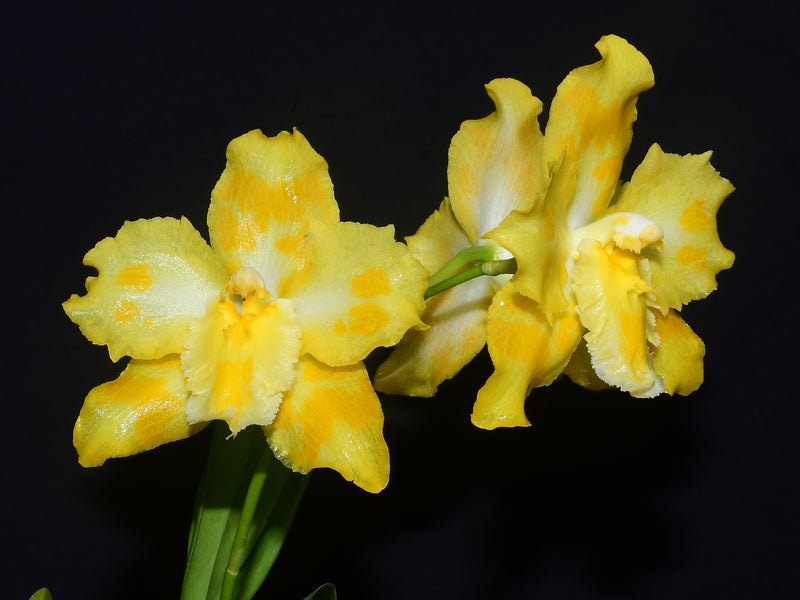 Oncidium Kiwi Gold