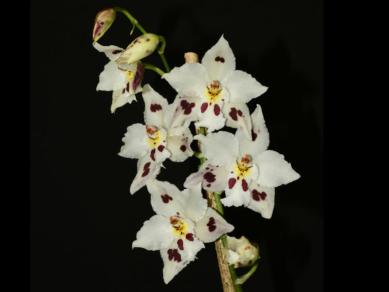 Oncidium Leoquina