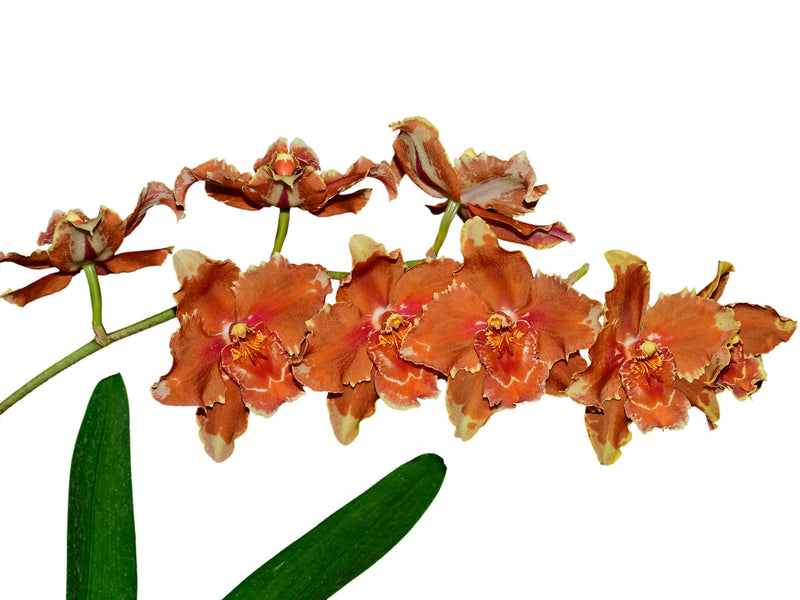 Oncidium Leoville