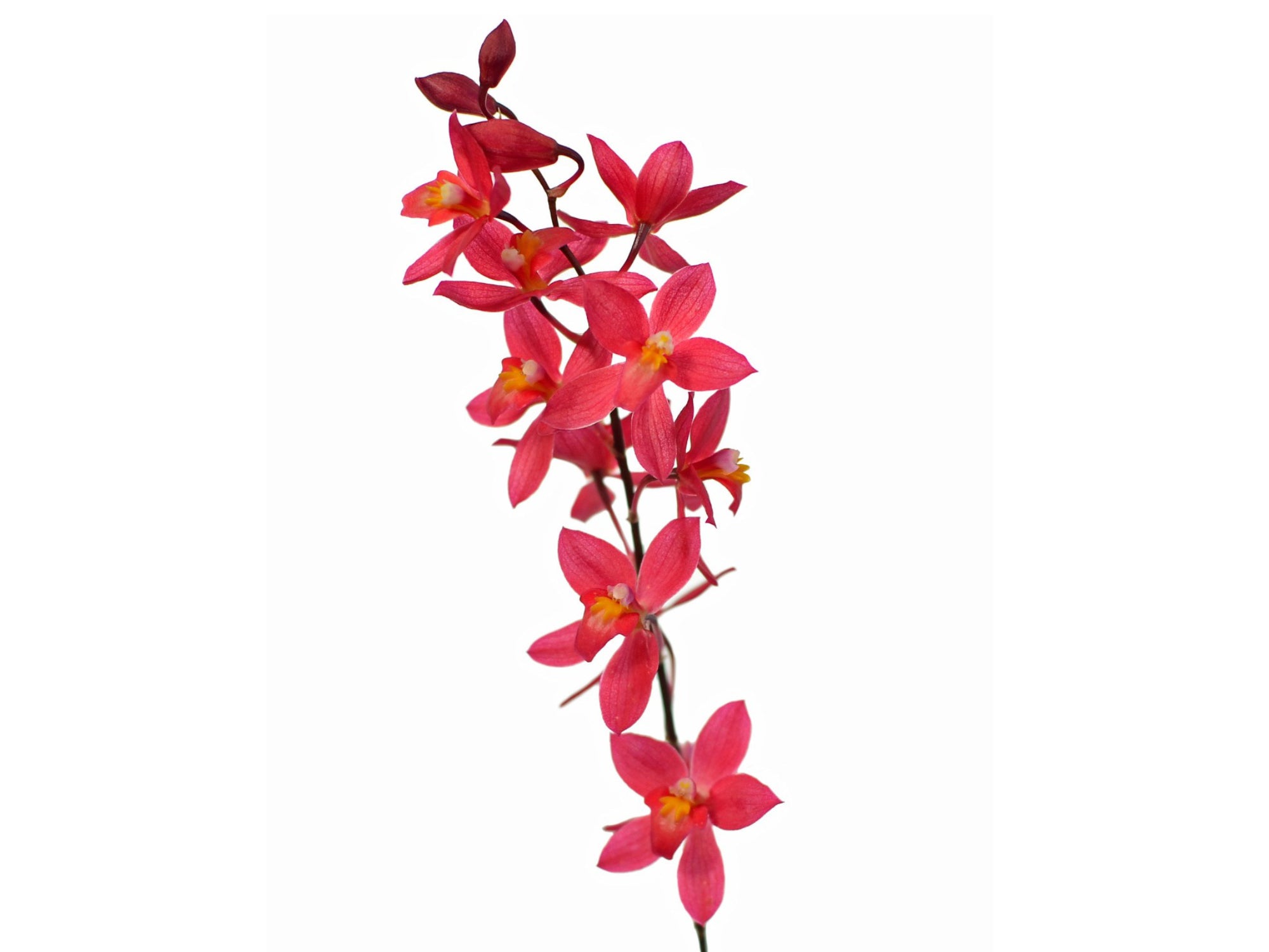 Oncidium Lois Posey