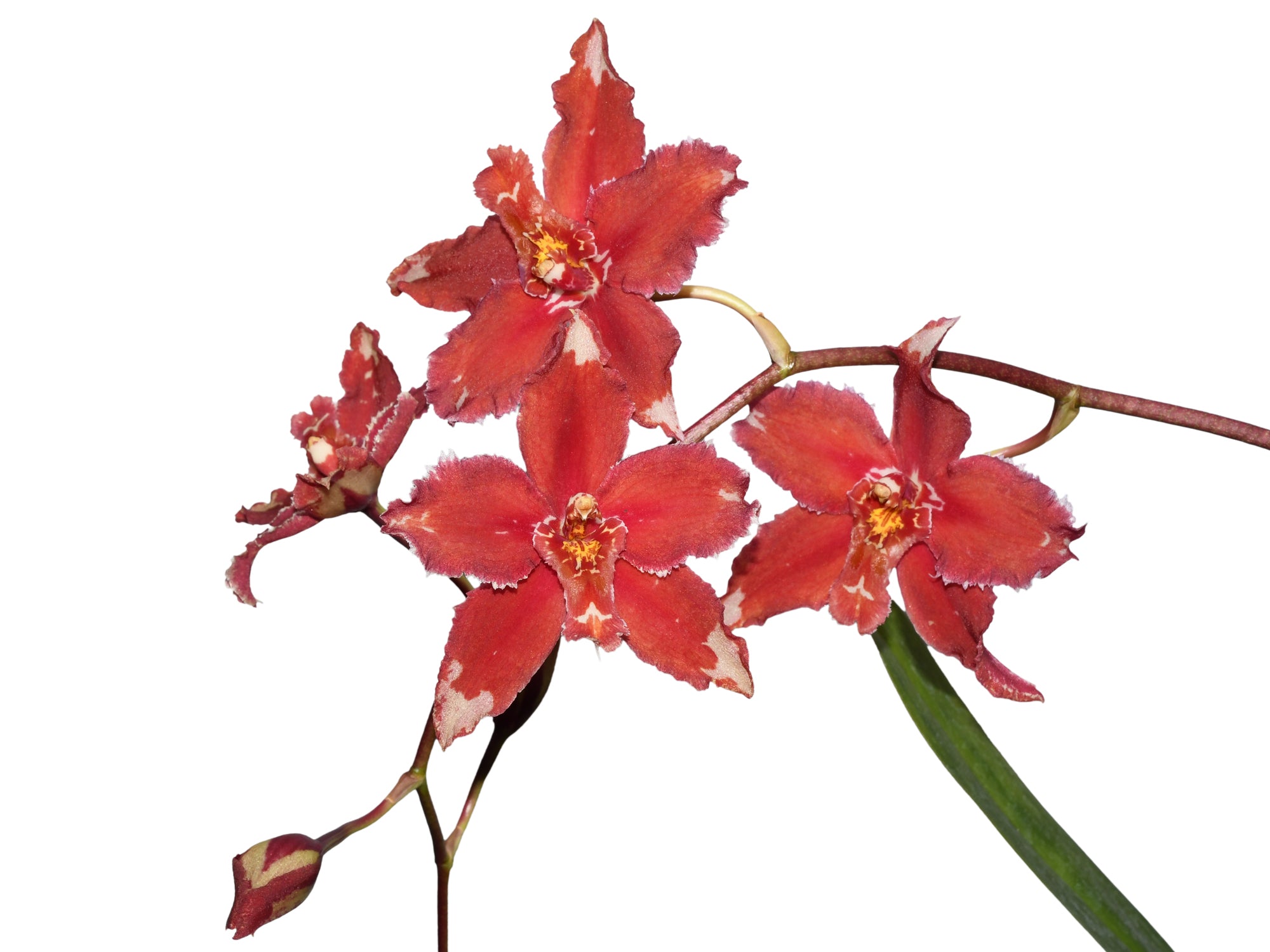Oncidium Lojanita