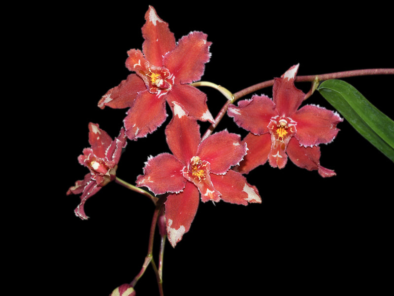 Oncidium Lojanita