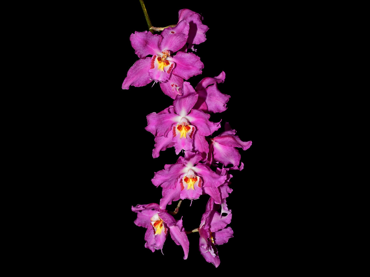 Oncidium Lovely Morning 'Sayaka Very Dark' — Ecuagenera Orquídeas