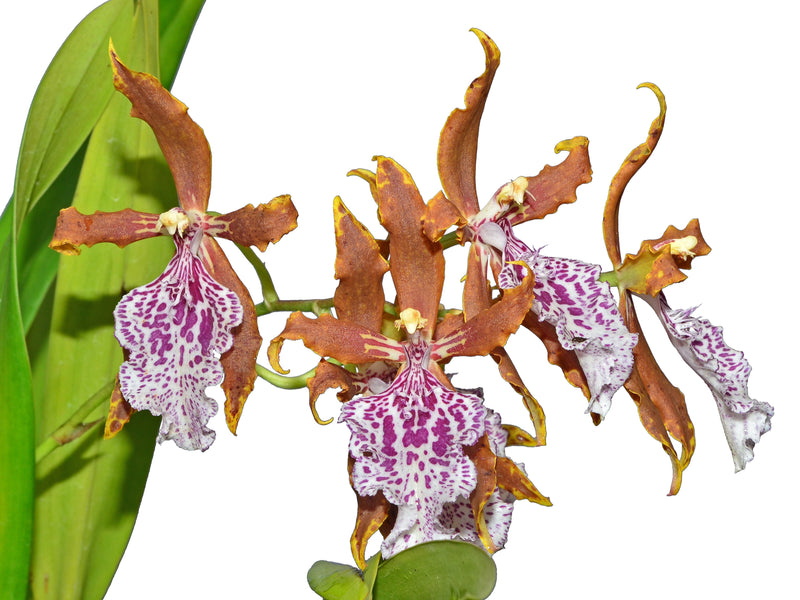 Oncidium Luis Salazar