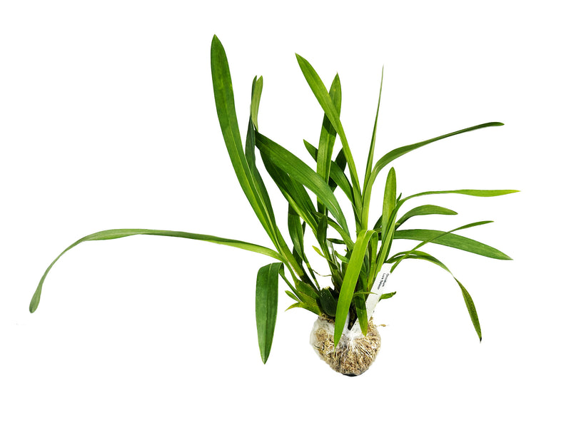 Oncidium Luis Salazar