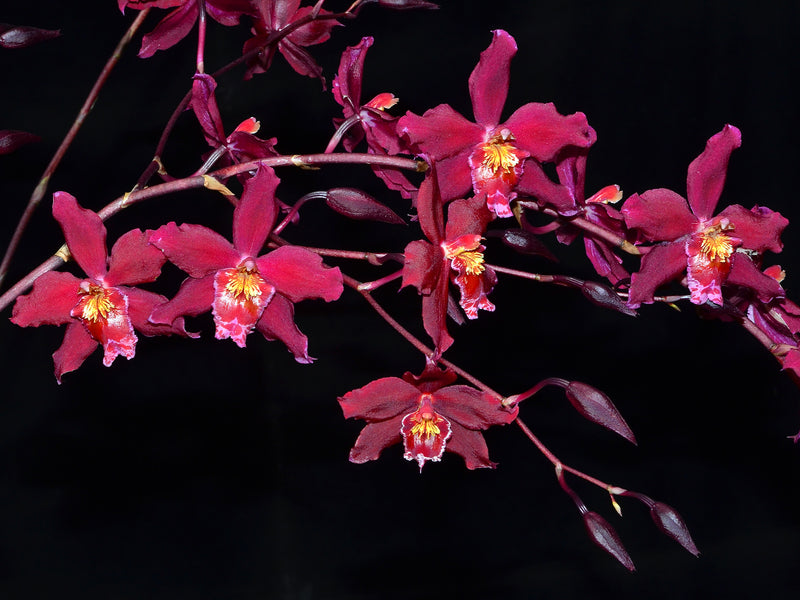 Oncidium Margarita