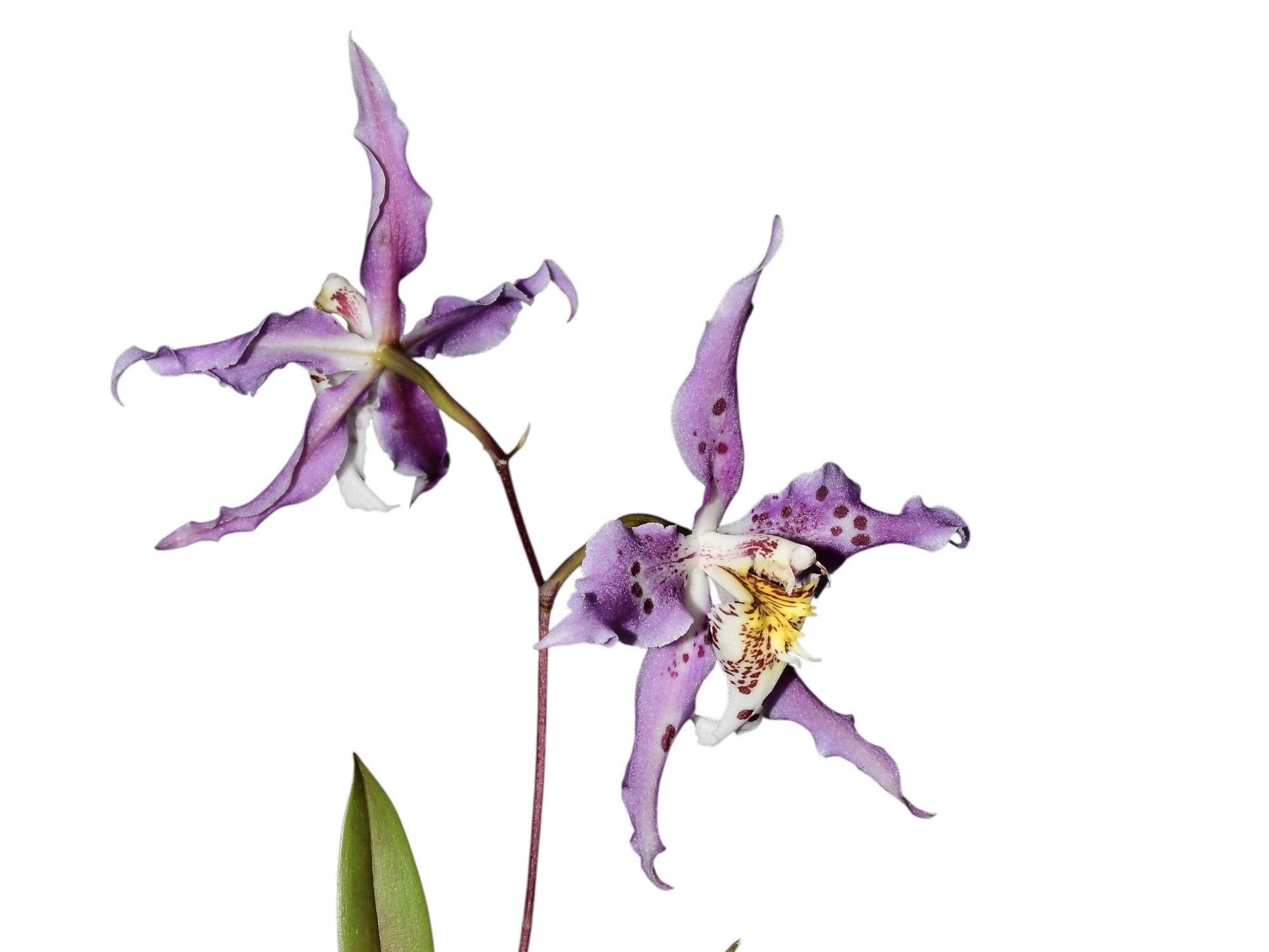 Oncidium Marielena Moscoso