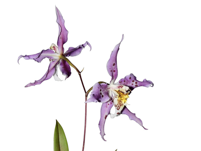 Oncidium Marielena Moscoso