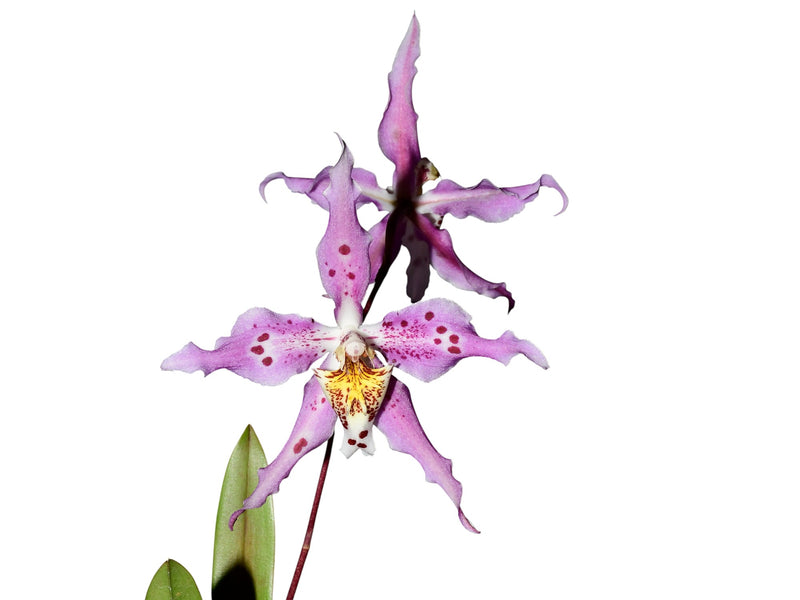 Oncidium Marielena Moscoso