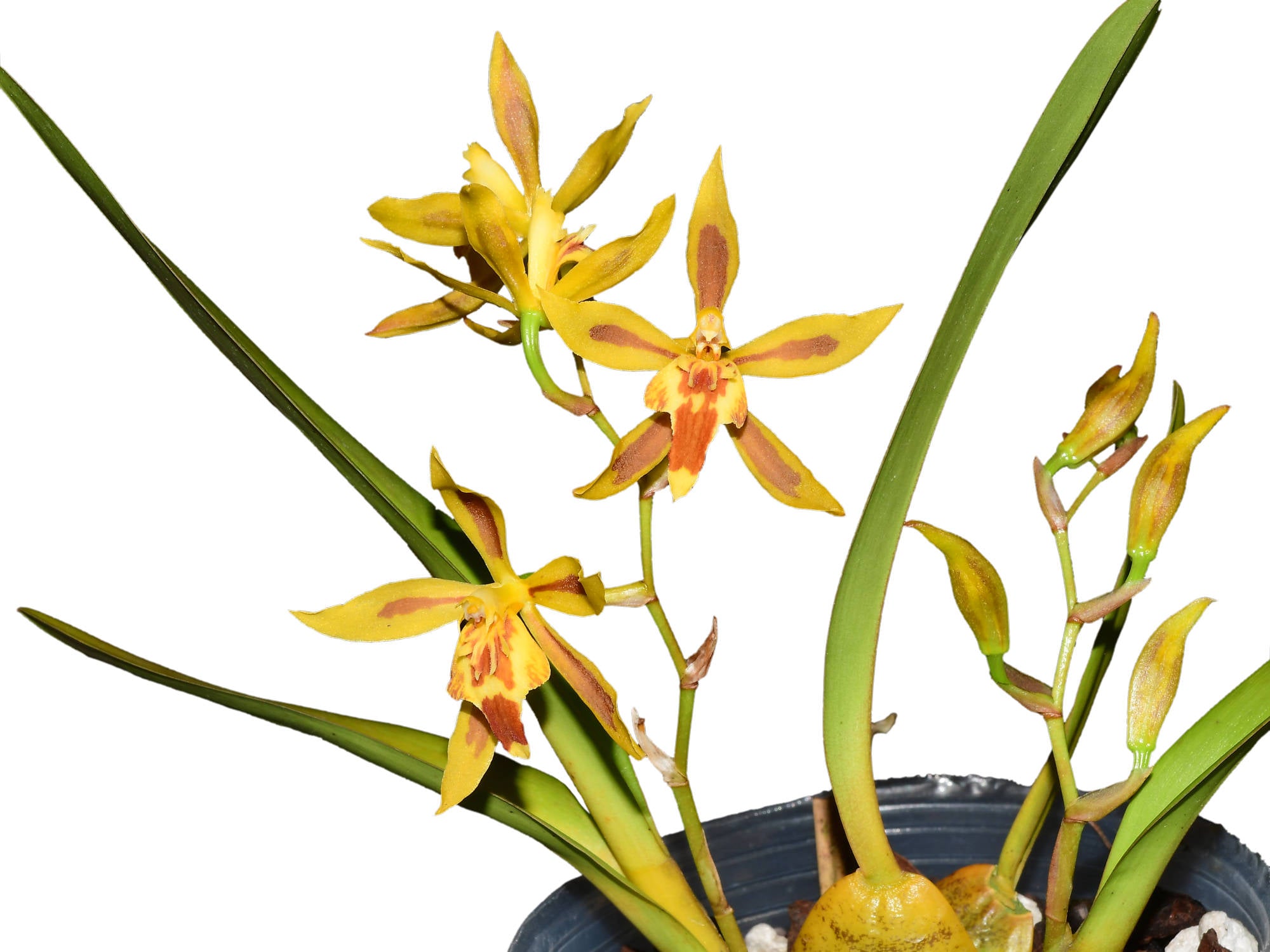 Oncidium Morona