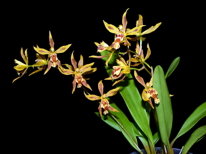 Oncidium Morona