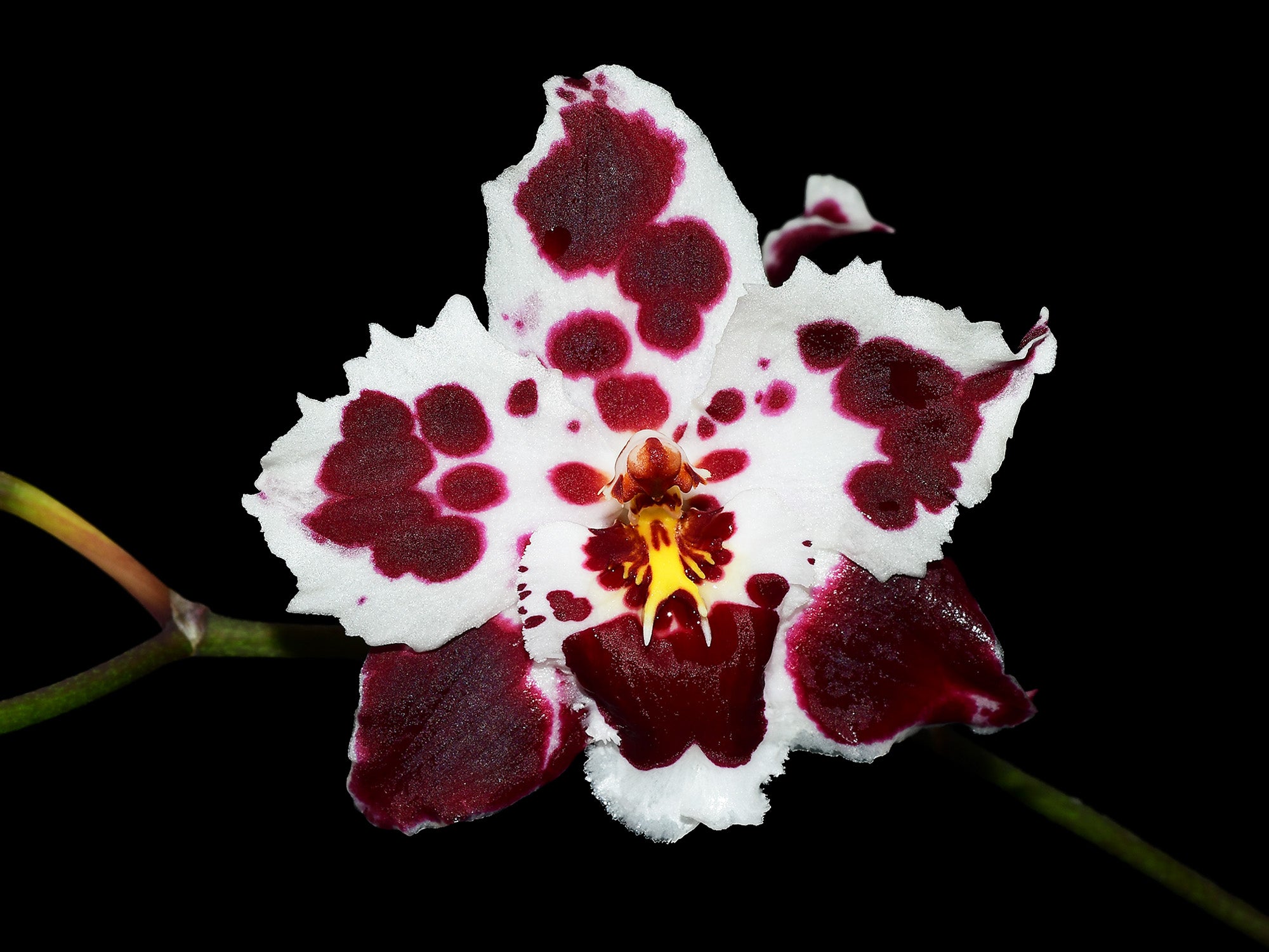 Oncidium Nationhood 'Pink Brillante'