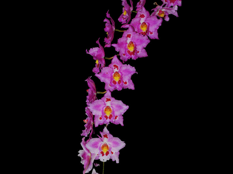 Oncidium Nationhood Bossa Nova